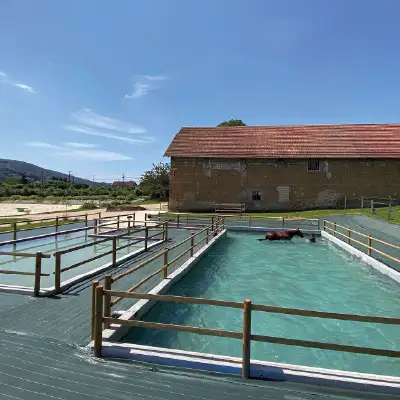 Ecurie du Murinsais - Centre de balnéothérapie équine