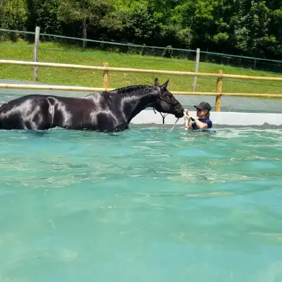 Ecurie du Murinsais - Centre de balnéothérapie équine
