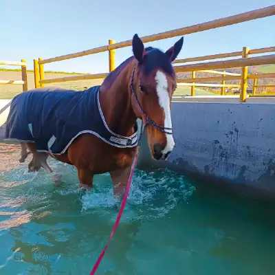 Ecurie du Murinsais - Centre de balnéothérapie équine