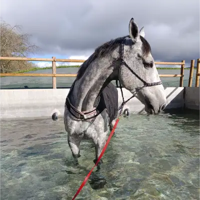 Ecurie du Murinsais - Centre de balnéothérapie équine