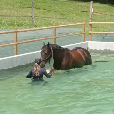 Ecurie du Murinsais - Centre de balnéothérapie équine